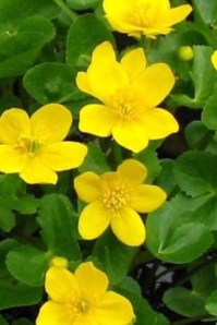 Marsh Marigolds, freshwater plant associated with Mayday