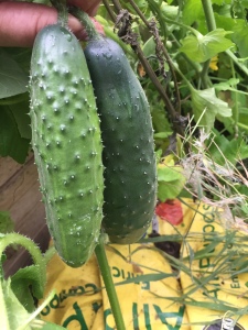 two cucumbers